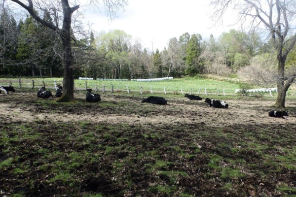 乳牛の放牧地と採草地